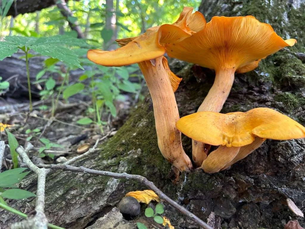 Blog 2 — Prairie States Mushroom Club